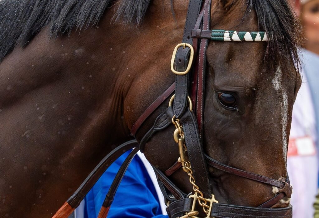 La soberanía supera nuevamente al periodismo y gana el Belmont Stakes La soberanía supera nuevamente al periodismo y gana el Belmont Stakes