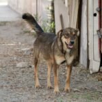 Corea del Sur prohíbe comer carne de perro