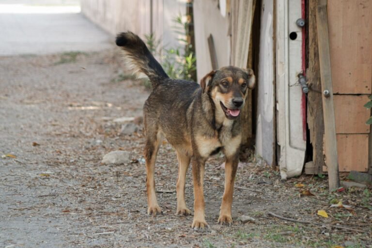 Corea del Sur prohíbe comer carne de perro